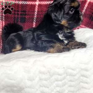 Baron, Shih Tzu Puppy