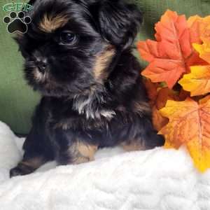 Baron, Shih Tzu Puppy
