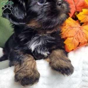 Baron, Shih Tzu Puppy