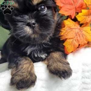 Baron, Shih Tzu Puppy