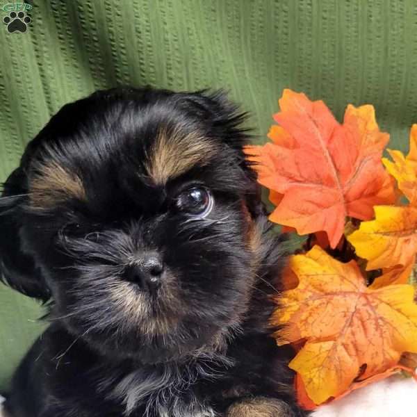 Baron, Shih Tzu Puppy