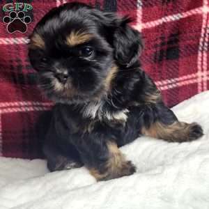 Baron, Shih Tzu Puppy