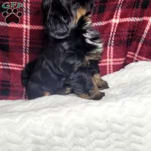 Baron, Shih Tzu Puppy