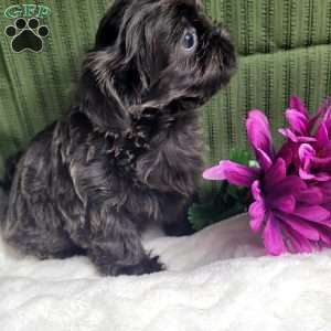 Hazel, Shih Tzu Puppy