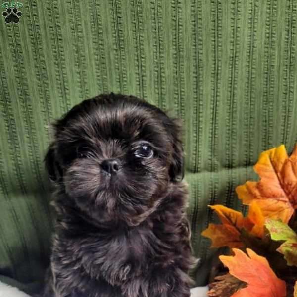 Hazel, Shih Tzu Puppy