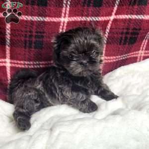 Hazel, Shih Tzu Puppy