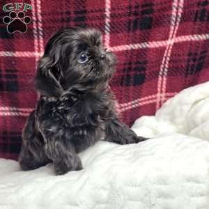 Hazel, Shih Tzu Puppy