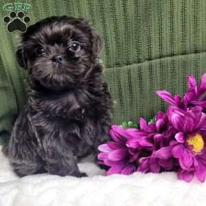 Hazel, Shih Tzu Puppy