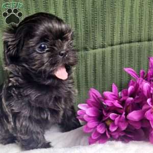 Hazel, Shih Tzu Puppy
