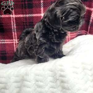 Hazel, Shih Tzu Puppy