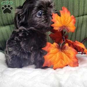 Hazel, Shih Tzu Puppy