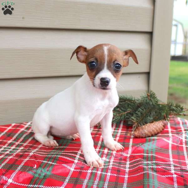 Joanna, Jack Russell Terrier Puppy
