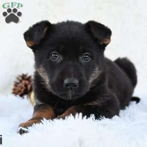 Sherri, German Shepherd Puppy