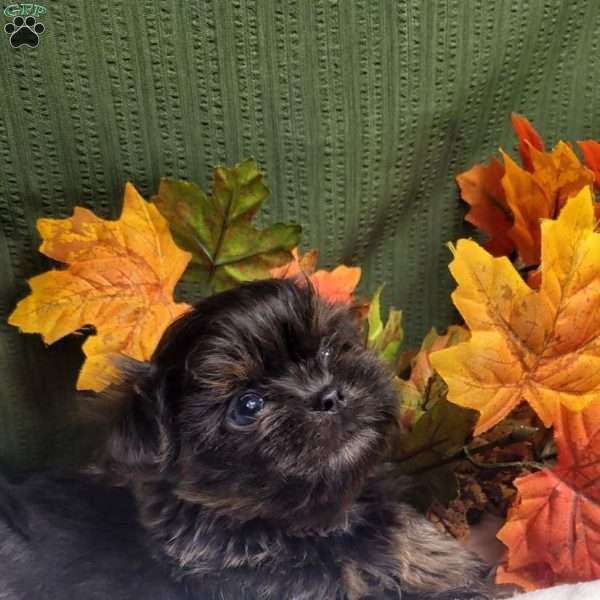 Goldie, Shih Tzu Puppy