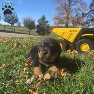 Henson, Rottweiler Puppy