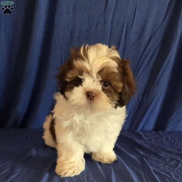 Harper, Shih Tzu Puppy