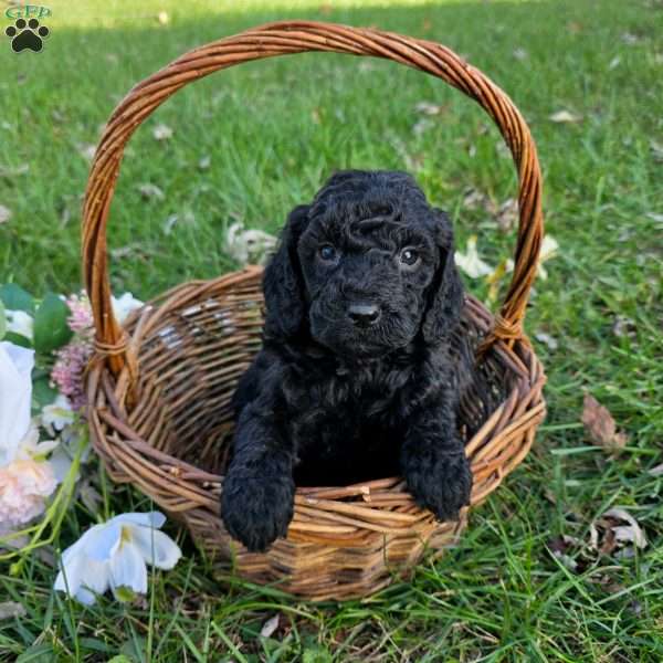 Lucy, Mini Goldendoodle Puppy