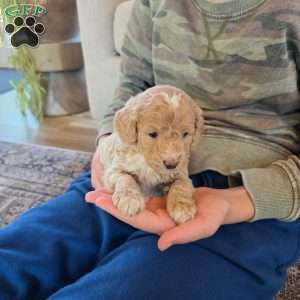 Lilly, Mini Goldendoodle Puppy