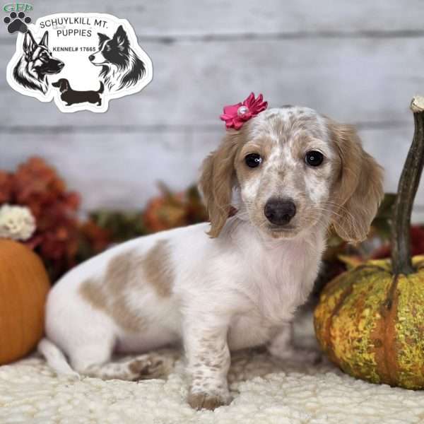 Hazel – Mini, Dachshund Puppy