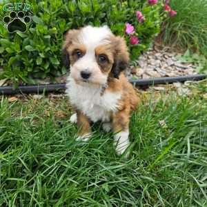 Sage, Bernedoodle Puppy