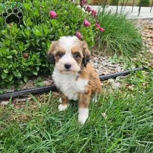 Sage, Bernedoodle Puppy