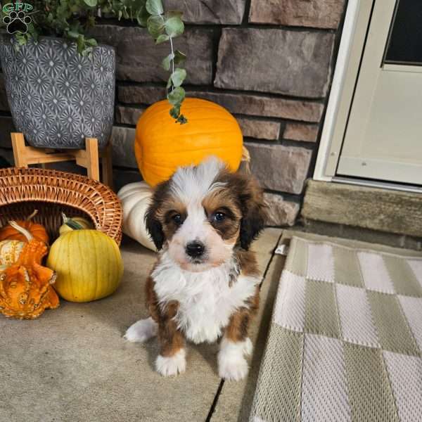 Sage, Bernedoodle Puppy