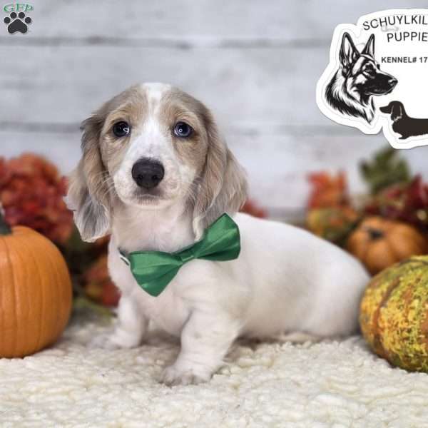 Ollie – Mini, Dachshund Puppy