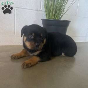 Maddie, Rottweiler Puppy