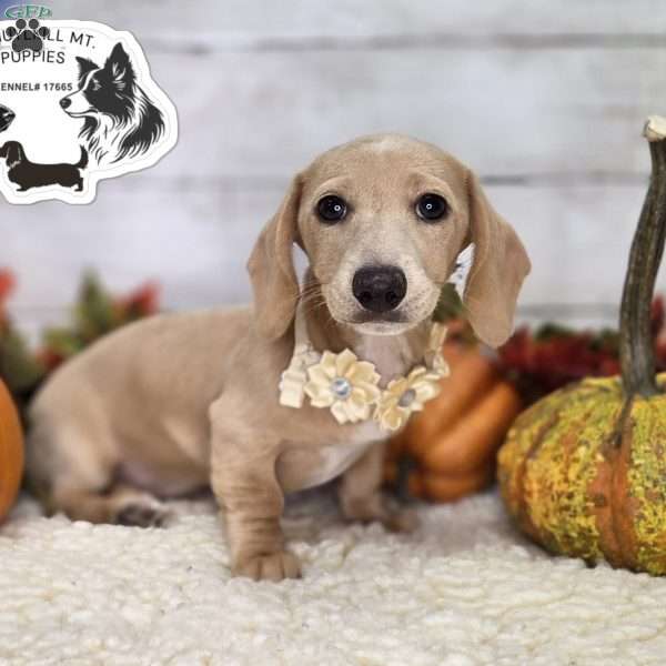 Honey – Mini, Dachshund Puppy