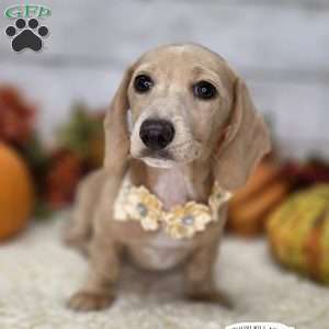 Honey – Mini, Dachshund Puppy