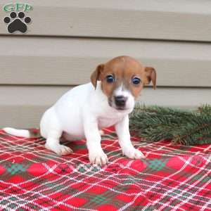 Joy, Jack Russell Terrier Puppy