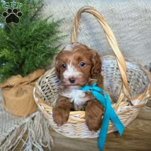 Micah, Cavapoo Puppy