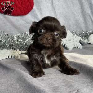 Remi, Shih Tzu Puppy