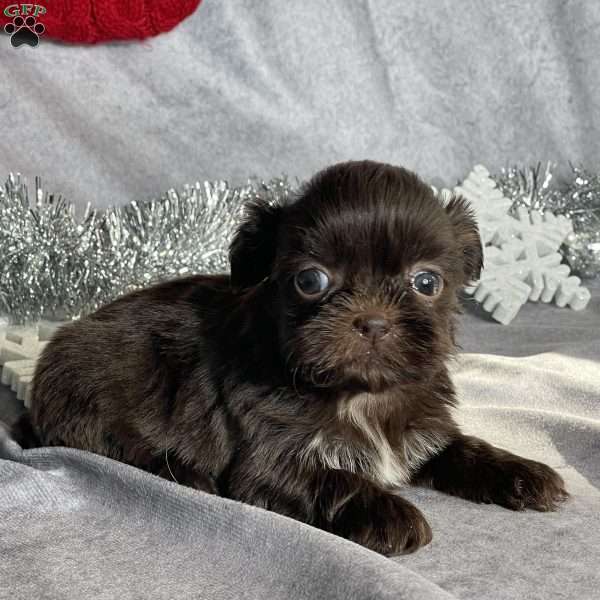 Remi, Shih Tzu Puppy