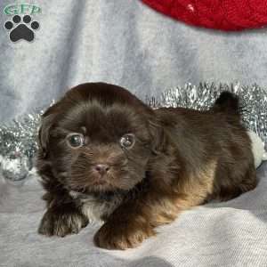 Rylee, Shih Tzu Puppy