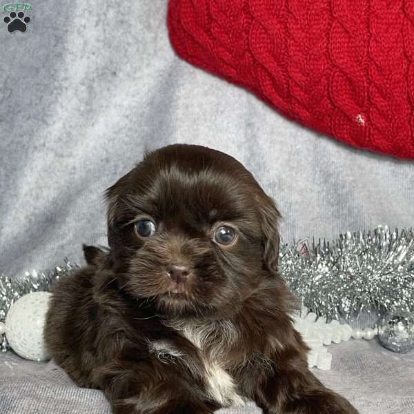 Rylee, Shih Tzu Puppy