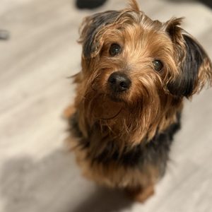 Leanna Haugh,  Breeder