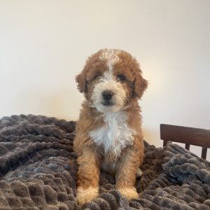 Emily Stoltzfus,  Breeder