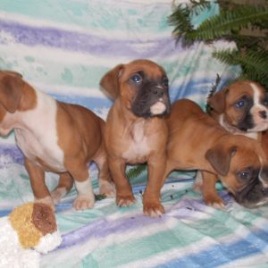 Michael Erb,  Breeder