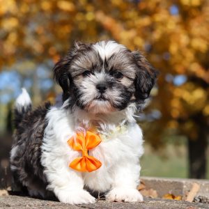 Brenda Hostetler,  Breeder