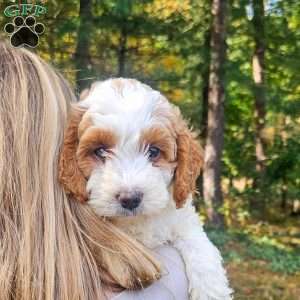 Emily, Mini Goldendoodle Puppy