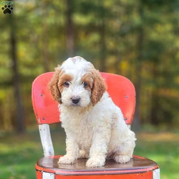 Emily, Mini Goldendoodle Puppy