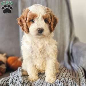 Emily, Mini Goldendoodle Puppy