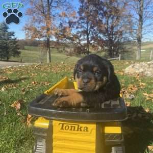 Maverick, Rottweiler Puppy