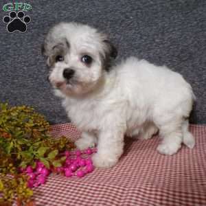 Daisy, Havanese Puppy
