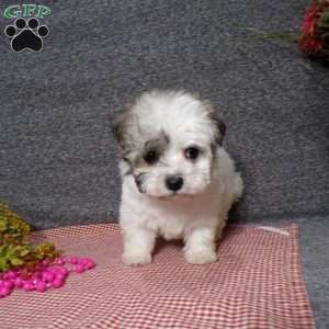 Daisy, Havanese Puppy