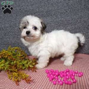 Daisy, Havanese Puppy