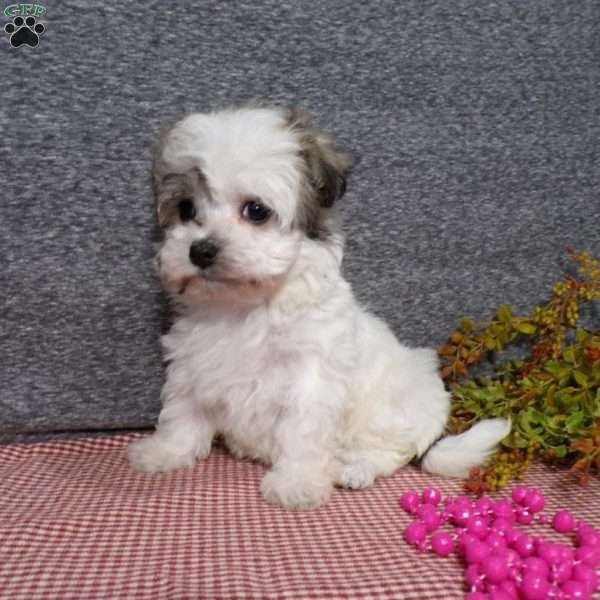 Daisy, Havanese Puppy