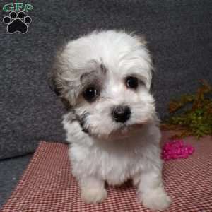 Daisy, Havanese Puppy