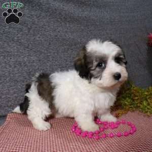 Debbie, Havanese Puppy